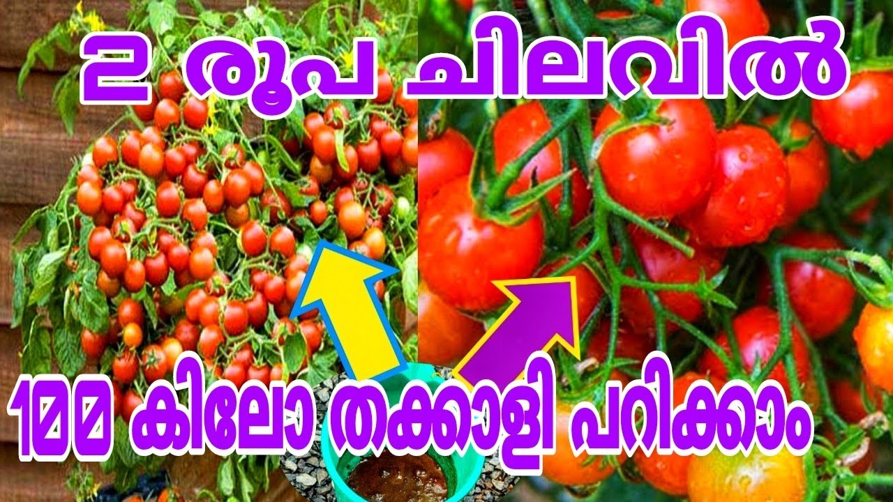 ചിലവ് കുറഞ്ഞ പുതിയ രീതി തക്കാളി വിളവ് നൂറിരട്ടി കൂട്ടാം | Thakkali krishi