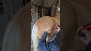 Her Last Heart For Her Horse 