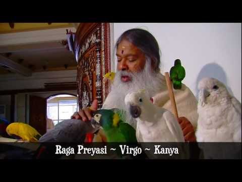parrots-talking-to-gurudeva-at-shuka-vana,-india