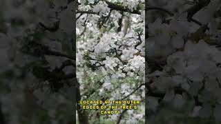 The difference between a twig and a branch on a tree