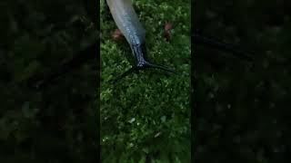 shorts slug video from Daddy's pets Watch HD Mp4 Videos Download Free