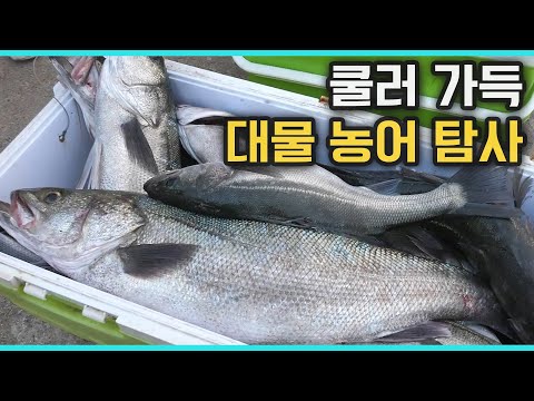 늦가을 농어 탐사를 떠나보자! 십이동파도에서 만나는 대물 농어 [루어 테크니션/17회 예고]