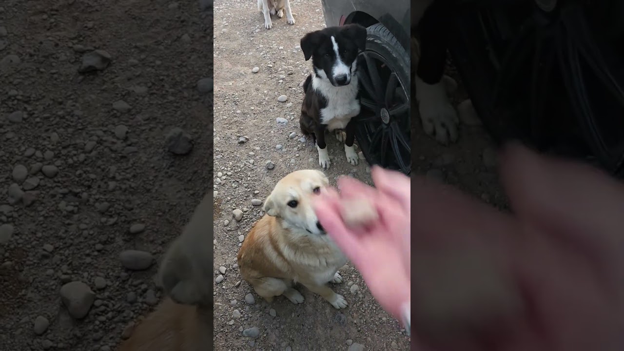 Feeding hungry dogs & puppies 🇮🇶💔 إطعام كلاب وجراء جائعة في العراق 