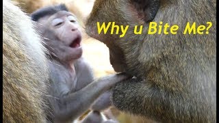 So Pity Valentine Cute Baby Monkey |why Diamond Bite Hand Cute Baby|Baby Monkey Crying