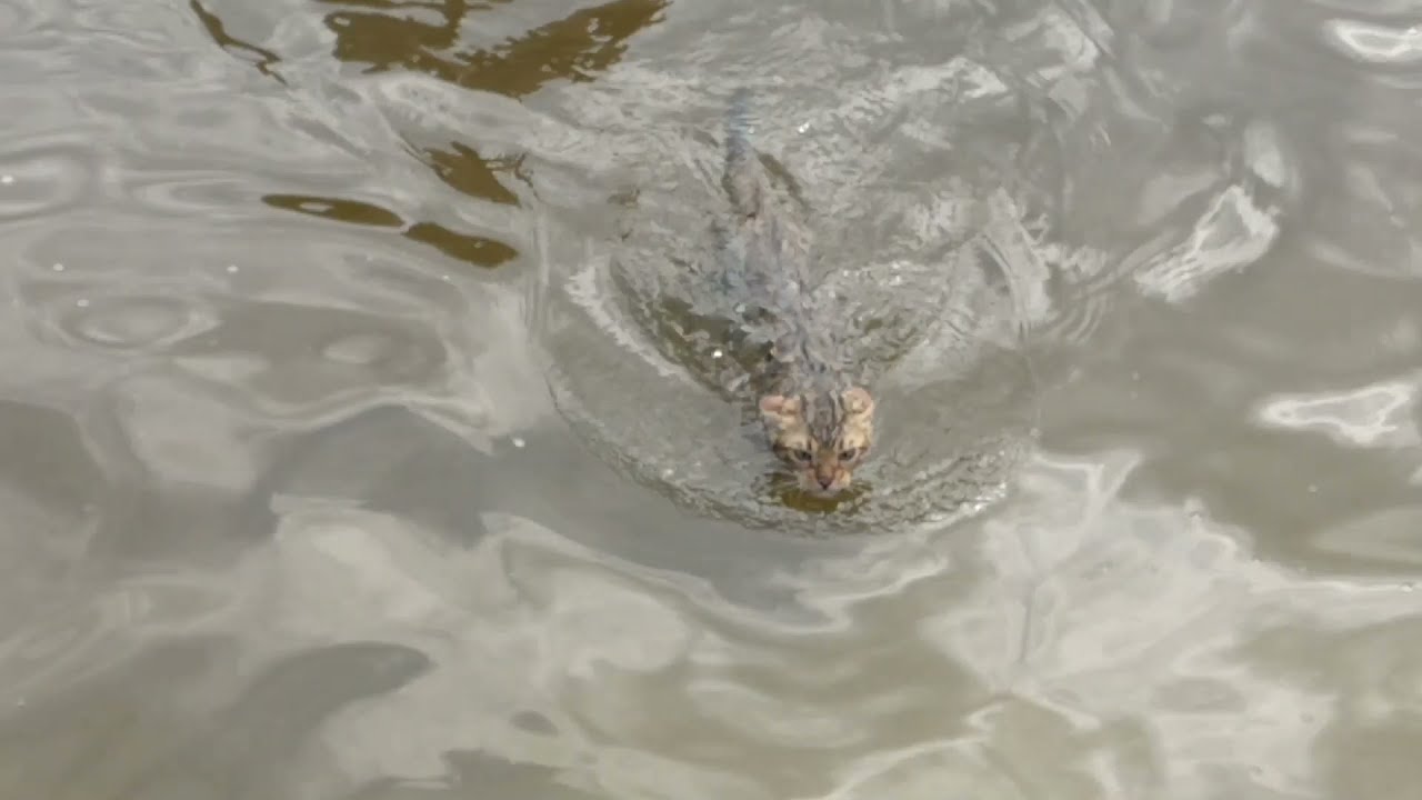 Bengal Cat Swimming training YouTube