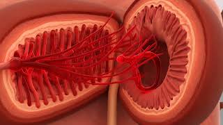 Your Bodys Natural Filter Urinary System - Ai