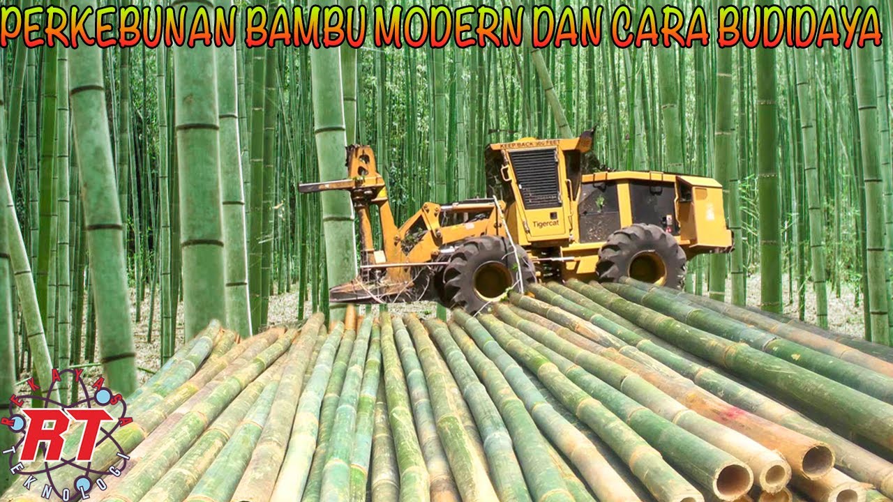 COOL! THIS IS WHAT BAMBOO IS CULTIVATED IN A MODERN AND PROFESSIONAL WAY