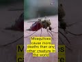 The mighty mosquito unveiling intriguing facts facts shorts