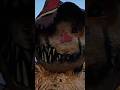 Mack Straw #scarecrow #spirithalloween #horror #spookydecor #hallowendecor #animatronics #waterproof