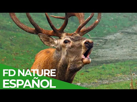 Carrera por Vivir | Episodio 9: Estrategias Defensivas | Free Documentary Nature - Español documentary thumbnail