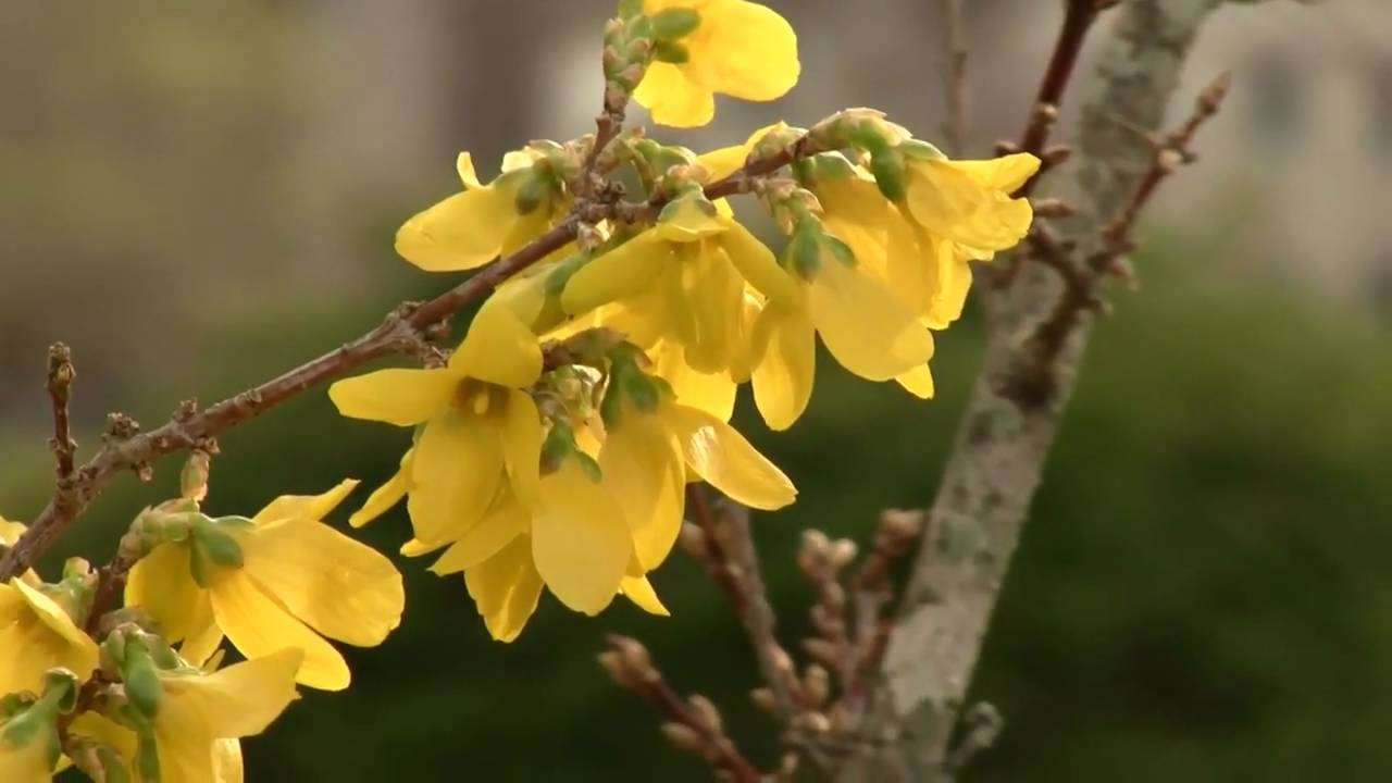 Canon Vixia Hf200 Outdoor Tests