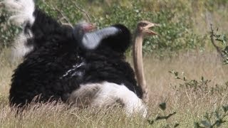 Ostrich Dancing Funny Dance نعامة יען סומלי בריקוד חיזור शतरमरग
