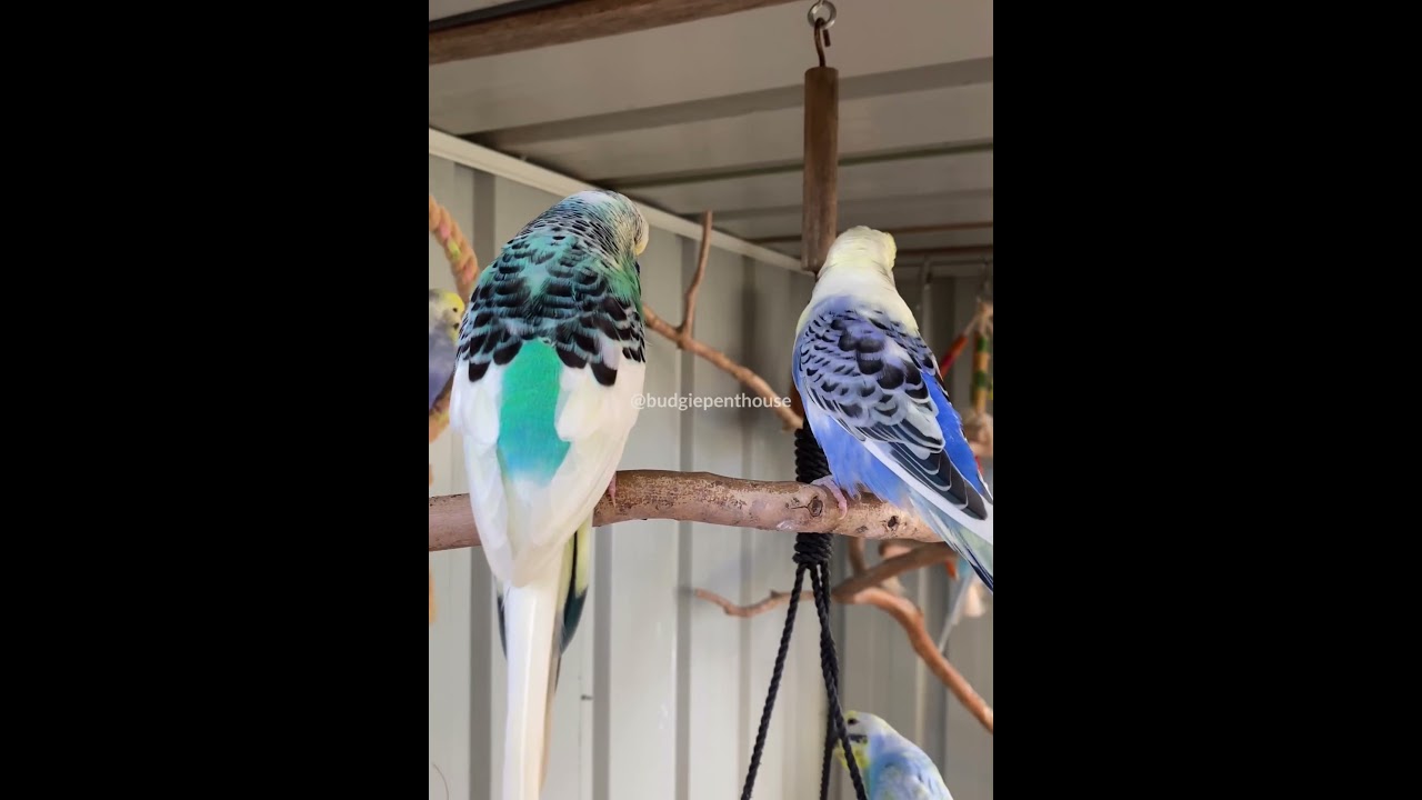 Dominant pied hen and Dutch pied cock