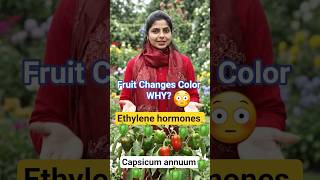 Capsicum annuum | Ethylene | Do you know ? #harmones #trending #conceptclarity  #botanymcq