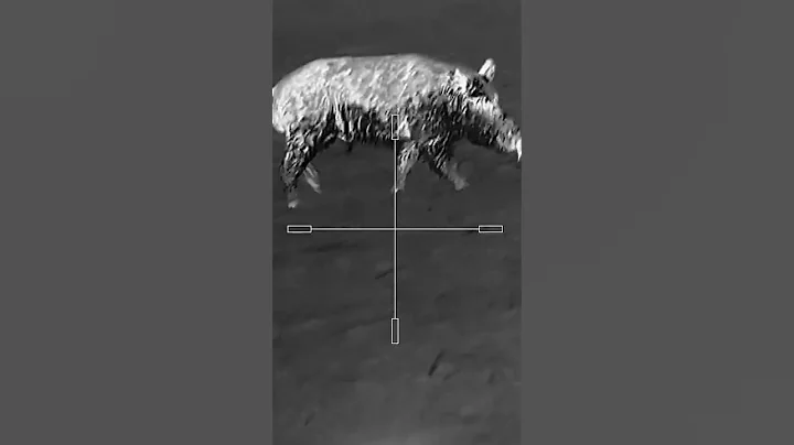 Farmer Runs down Feral Hog  #feralhogs #hogger #wildhogs #hunting #hoghunt #thermalhunting #texas
