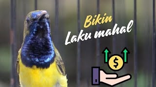 HARGA JUAL NAIK ⁉️ PAKAI MASTERAN SPGON MATERI INI BIKIN BURUNG BAHAN MAKIN MAHAL