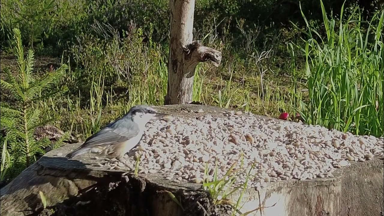 From the Photohide and some glimpses from the game camera YouTube