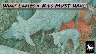 Best Guide to Newborn Lambs and Goats | 3 Things Every Lamb and Goat Kid Need!
