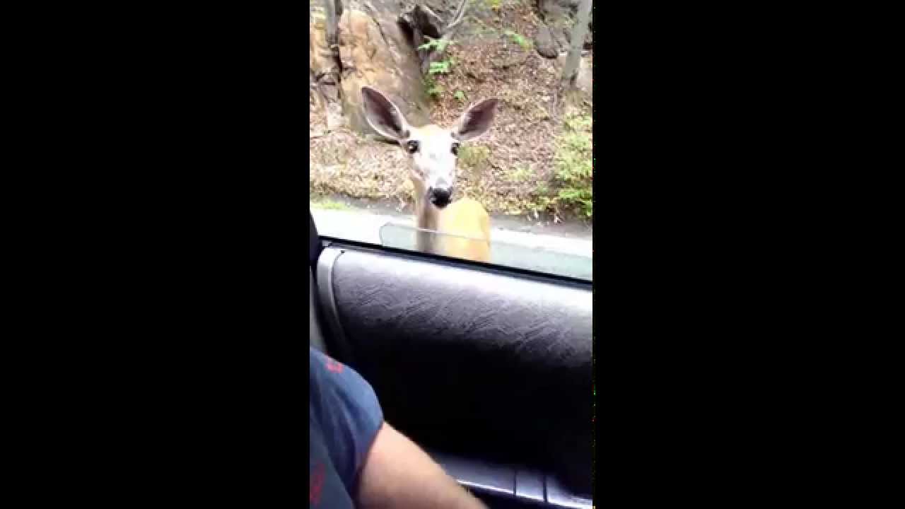 Hungry deer eats doritos YouTube