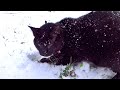 吹雪でも作業を止めようとしない黒猫。