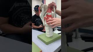 Anatomy Of The Larynx Trachea