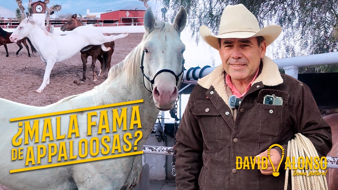¿Mala Fama de los Appaloosas?