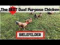 Bielefelders: The best dual purpose chicken