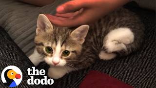 veterinarian brings home disabled kitten his daughter dodo