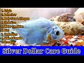 Everything About Silver Dollar | Silver Dollar's Diet, Tank Mates, Gender Identification - YouTube Everything About Silver Dollar | Silver Dollar's Diet, Tank Mates, Gender Identification - YouTube