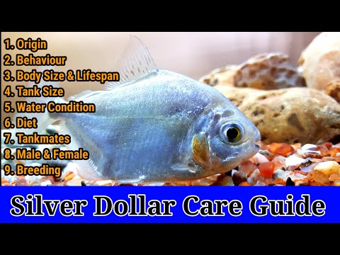 वीडियो: क्या सिल्वर डॉलर की मछली सलाद खाती है?
