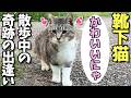 お散歩中の靴下猫ちゃん、おそらく初対面の黒猫（女子）と出逢う😸（野良猫•地域猫）🐈
