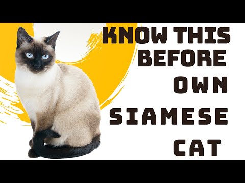 Videó: Sziámi macskák: amit tudnod kell, mielőtt elkezdenél