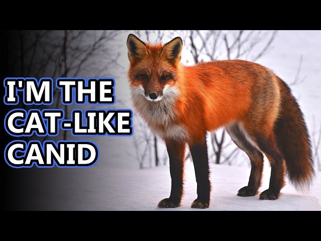 Fox facts: the quick, sly fox | Animal Fact Files class=