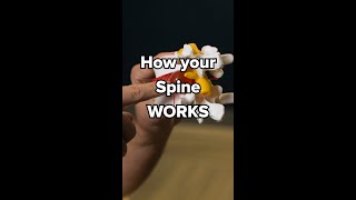How Your Spine Works