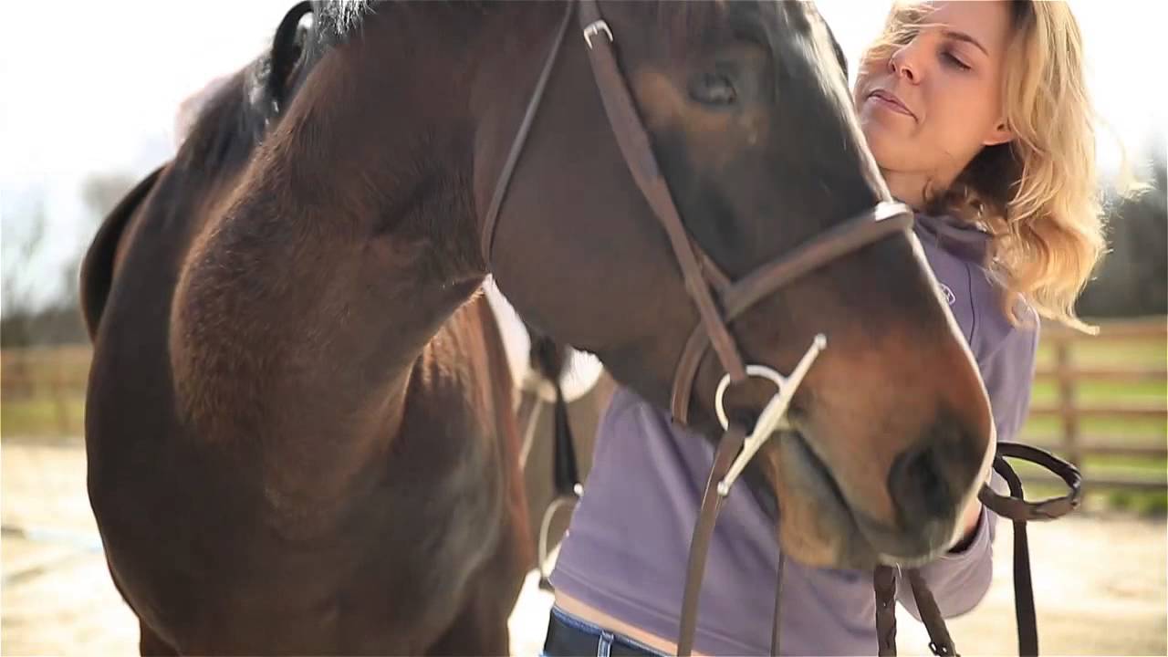 Lost & Found Rescued Horse Adoption YouTube