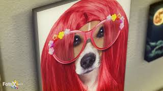 Fotox Hayvanlar Temalı Kanvas Tablo Koleksiyonu