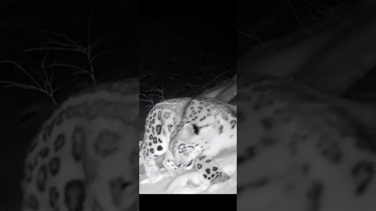 Snow Leopard Reveals Himself For Trail Cam😻🙀