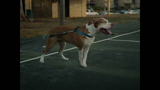 The Uce - Papered Up Official Music Video