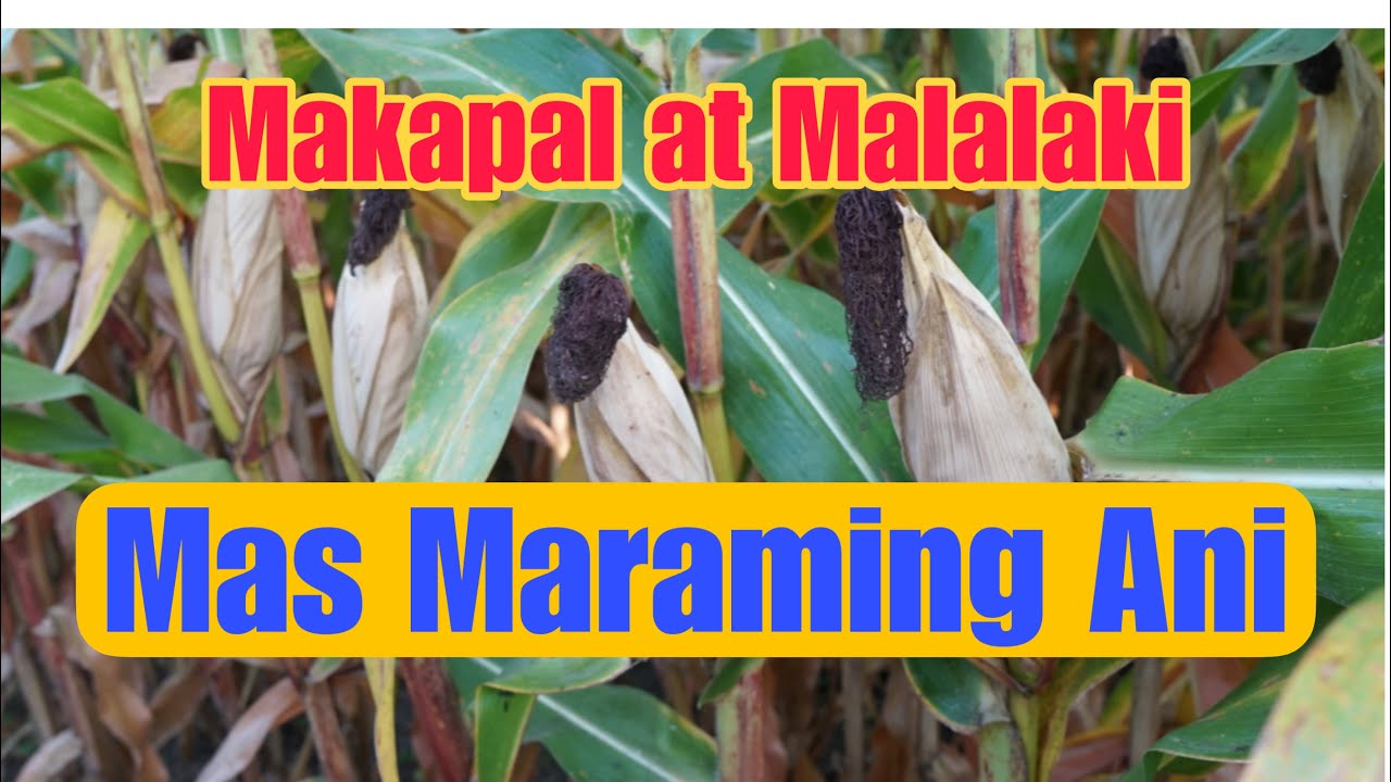 Gaano Kadami Kaya ang Ani sa Ganito Kakapal na Mais