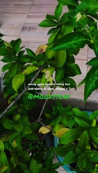 raiso ngajeni jaluk diajeni #storywa30detik #shorts #keren #viralvideo