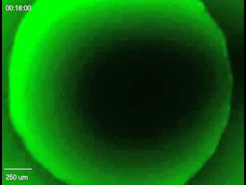 Diffusion into MiCA (3D cell culture microarray) 
