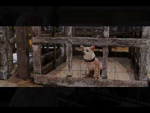 Beverly Hills Chihuahua.wmv