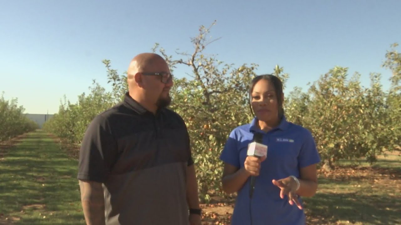 The South Plains Food Bank is gearing up for its second Fall Festival
