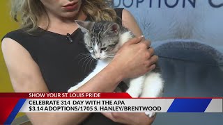 Adopt Mr. Ollie the cat from the APA