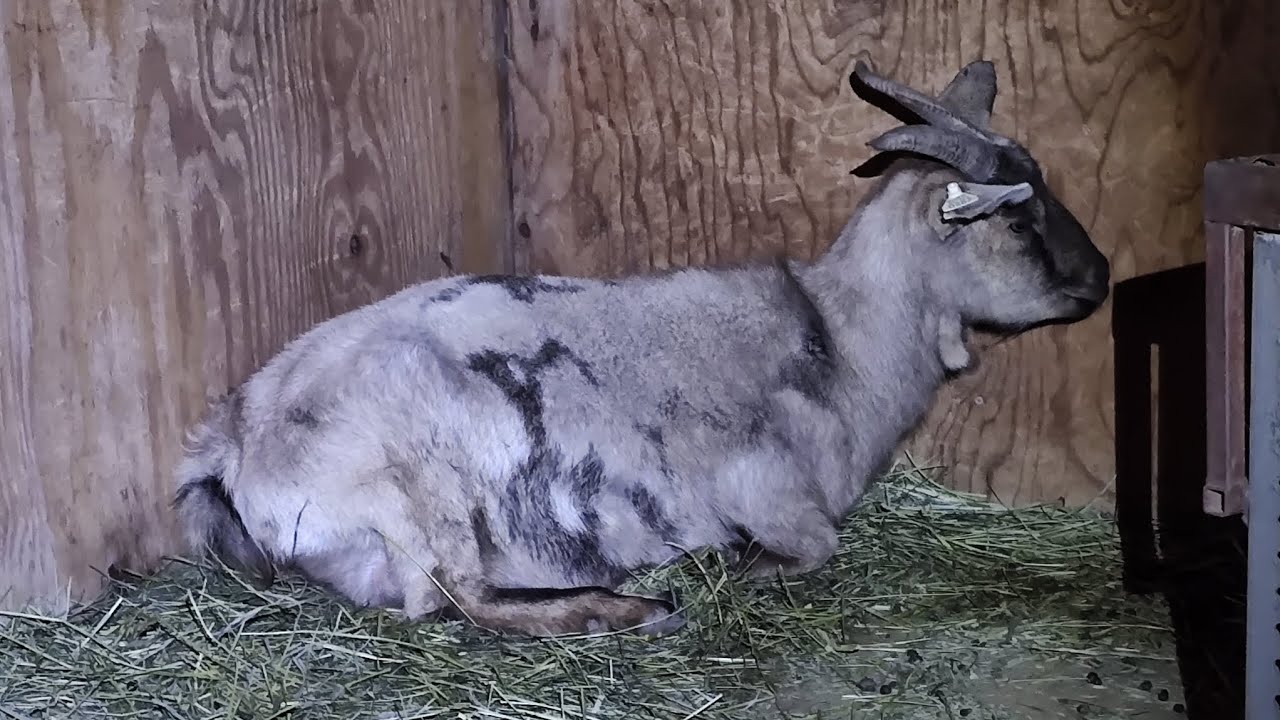 First Goat Birth for This Season! #homestead #babyanimals #kikogoats # ...