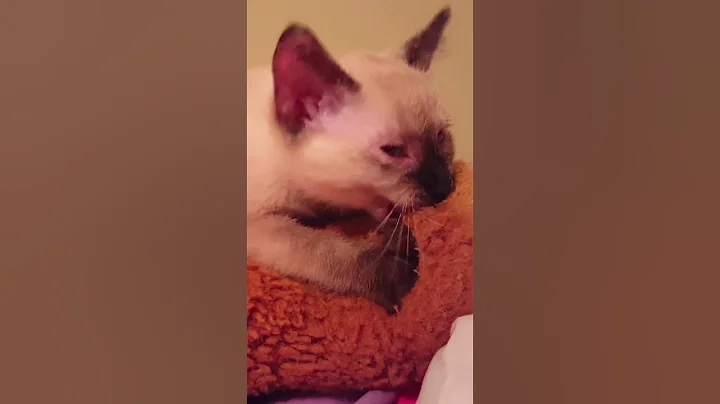 Watch the video about The baby 🩷 #cat #gato #animals #catlovers #katze #petlovers #baby #chat #siamese #tortoiseshellcat