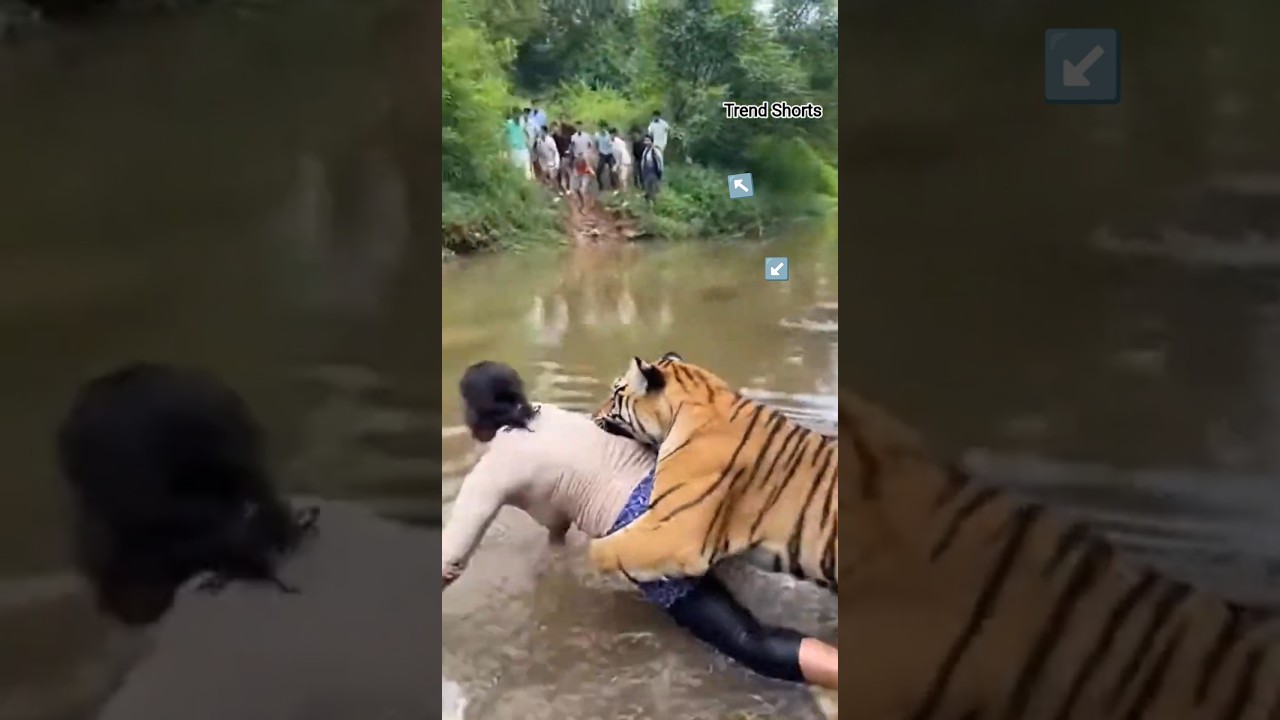 On Camera 🐅 Tiger Appears Behind Woman Near River! 😱 High-Tension Survival #shorts