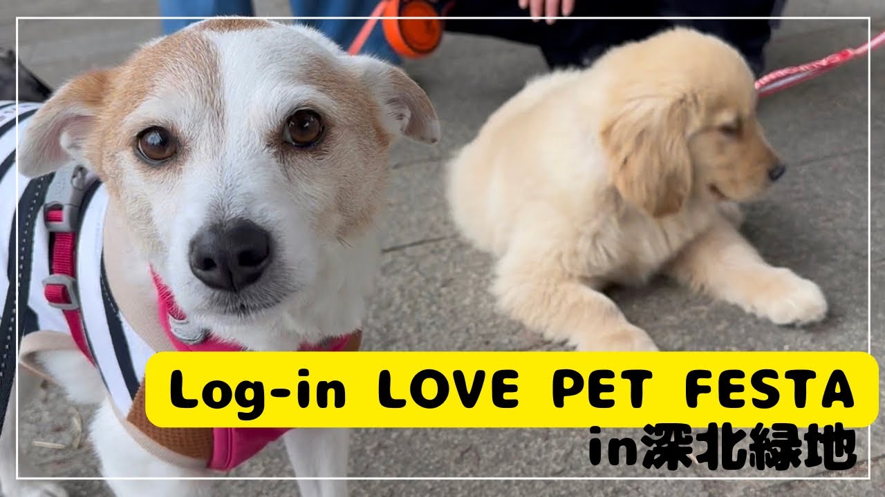 【深北緑地】マルシェでパピーちゃんにきゅん💙 / Cute Puppy at Market