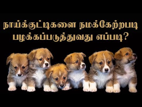 How to train a puppy | நாய்க்குட்டியை நமக்கேற்றபடி பழக்கப்படுத்துவது எப்படி? | Dr.Umarani