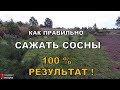 Посадка сосны. Сажаем сосны. Как посадить сосну. Как пересаживать сосны. Сосны на своём участке.